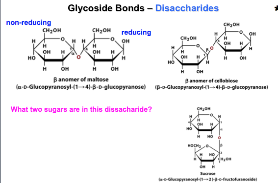 Solved For the upper left b anomer of maltose, how does one | Chegg.com