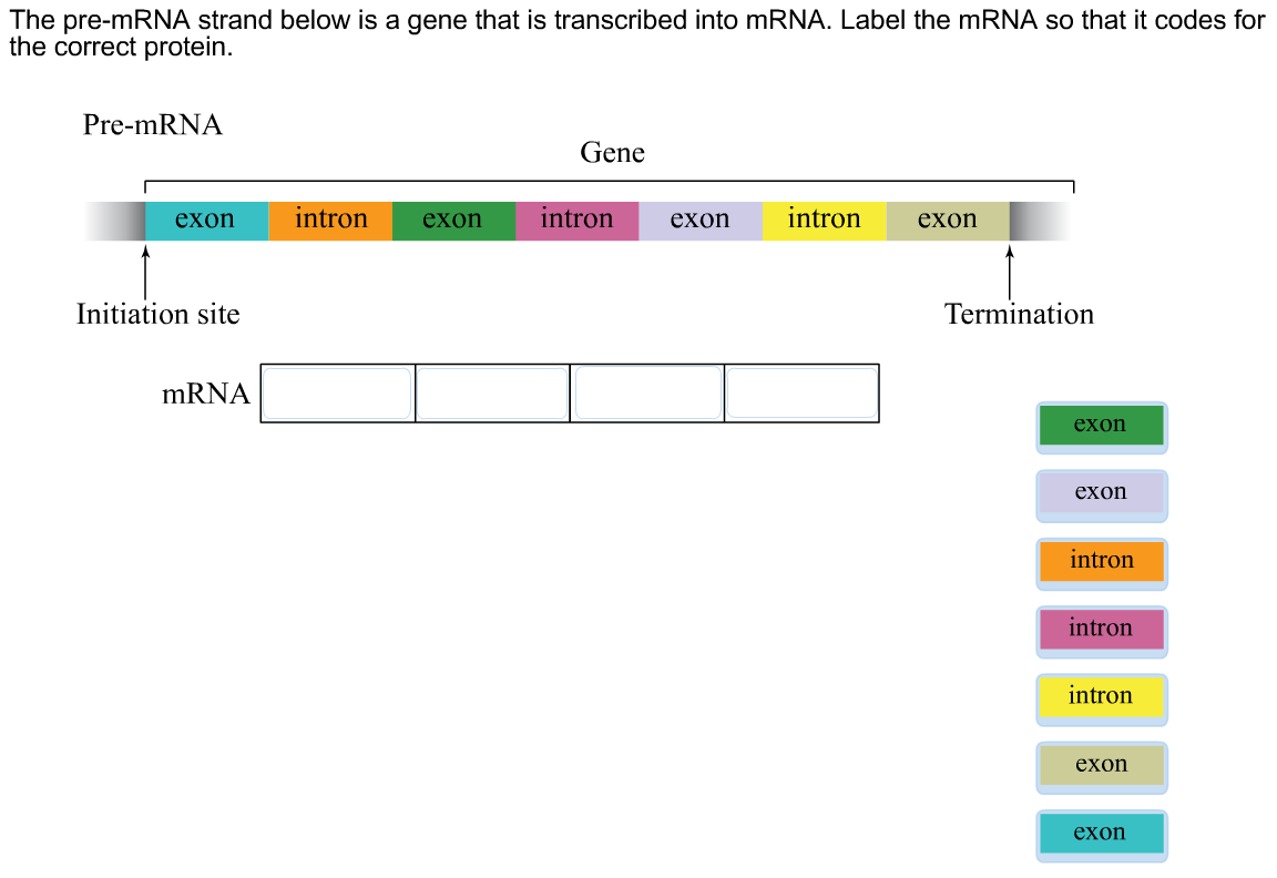 Solved The pre - mRNA strand below is a gene that is | Chegg.com