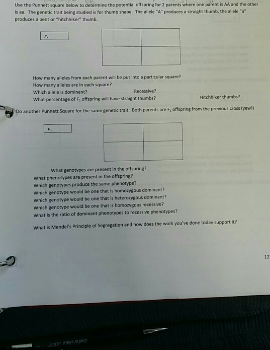 Solved Use the Punnett square below to determine the | Chegg.com