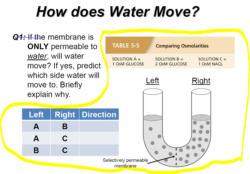 Solved Q1 If the membrane is ONLY permeable to water, will
