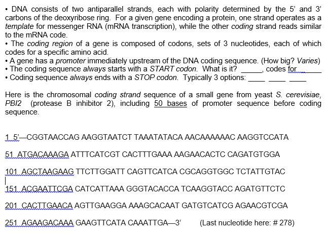 Solved DNA consists of two antiparallel strands, each with | Chegg.com