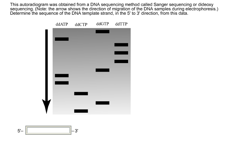 Solved 2. An autoradiogram of a Sanger sequencing gel is | Chegg.com