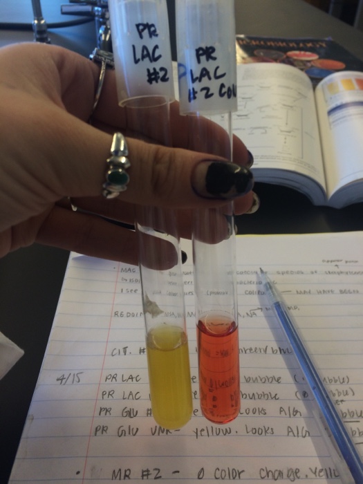 Solved PR Lactose test results. The control is on the right