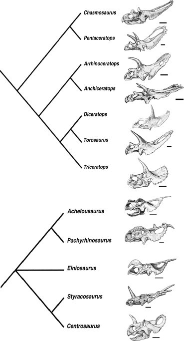 Solved The Lower Row Of Skulls Are Juveniles; The Upper Row 