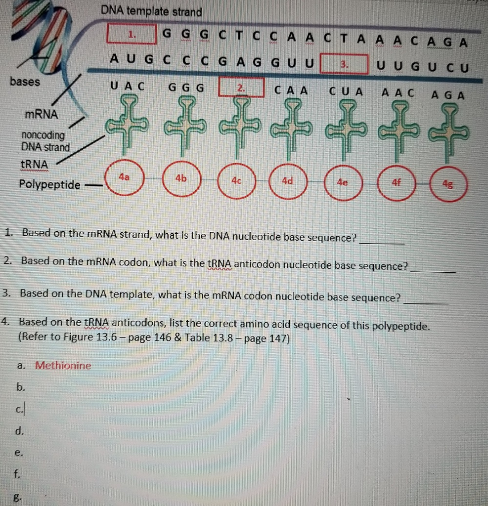 Solved DNA template strand Based on the mRNA strand what Chegg com