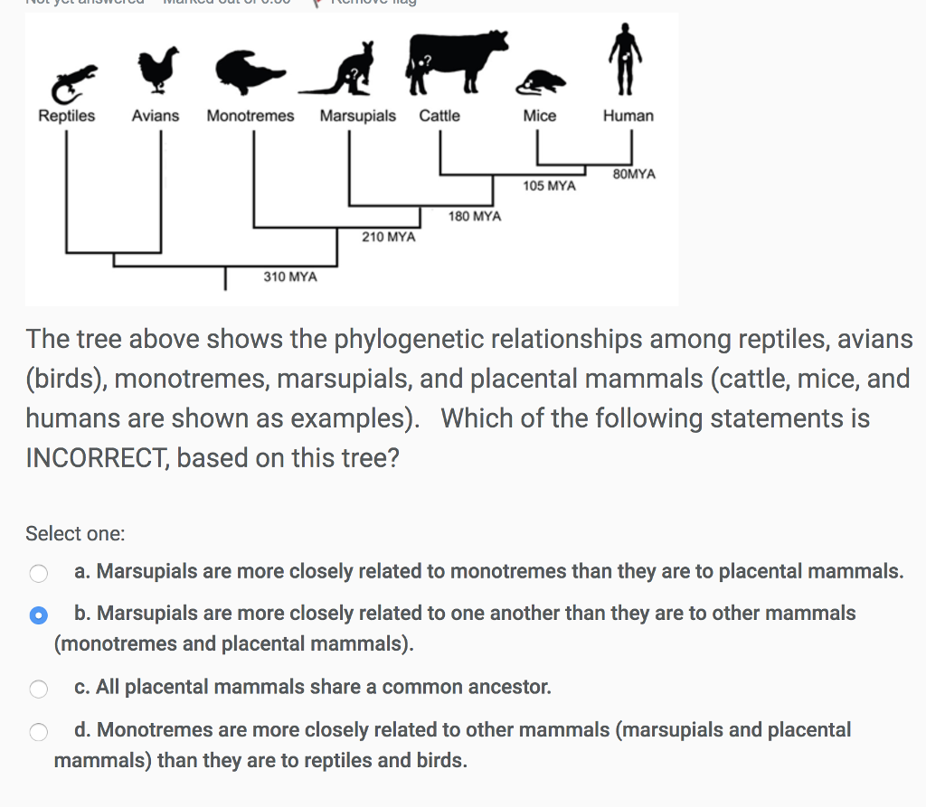 Placental Mammals Examples