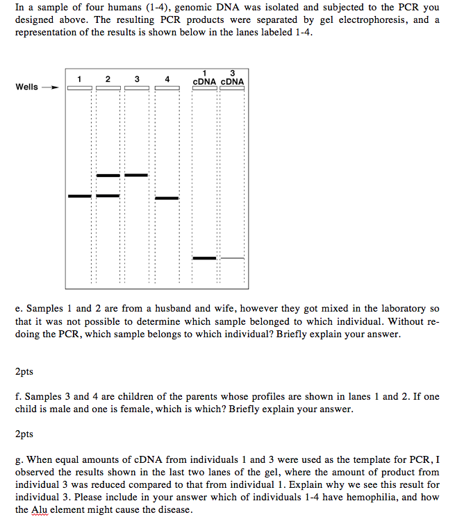 in-a-sample-of-four-humans-1-4-genomic-dna-was-chegg