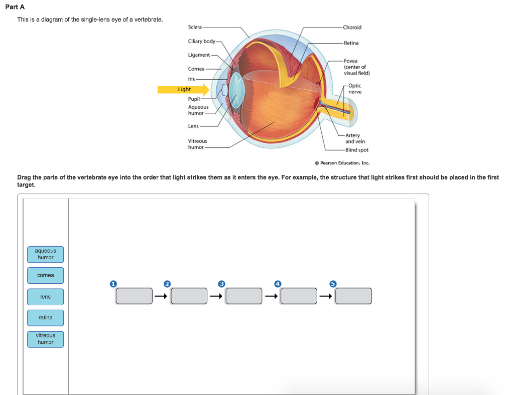 Solved: Part A This Is A Diagram Of The Single-lens Eye Of... | Chegg.com