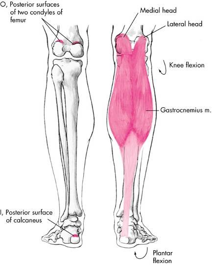 While Standing, The Two Heads Of The Gastrocnemius... | Chegg.com