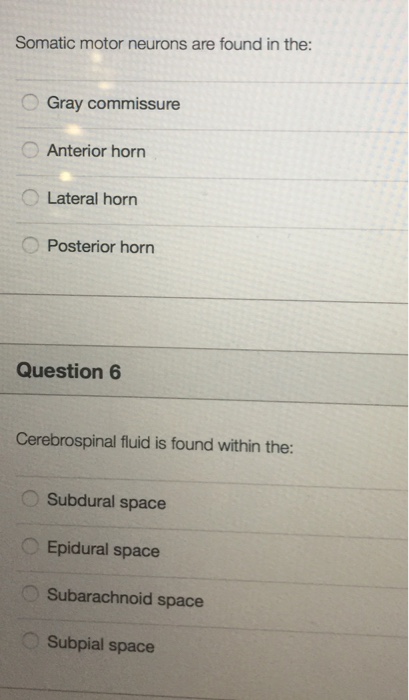 Solved Somatic motor neurons are found in the: Gray | Chegg.com