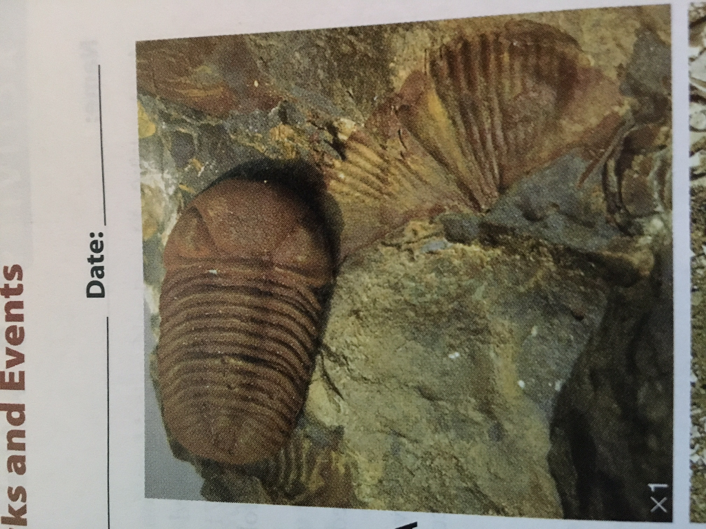 Solved 1. What index fossils from figure 8.10 are