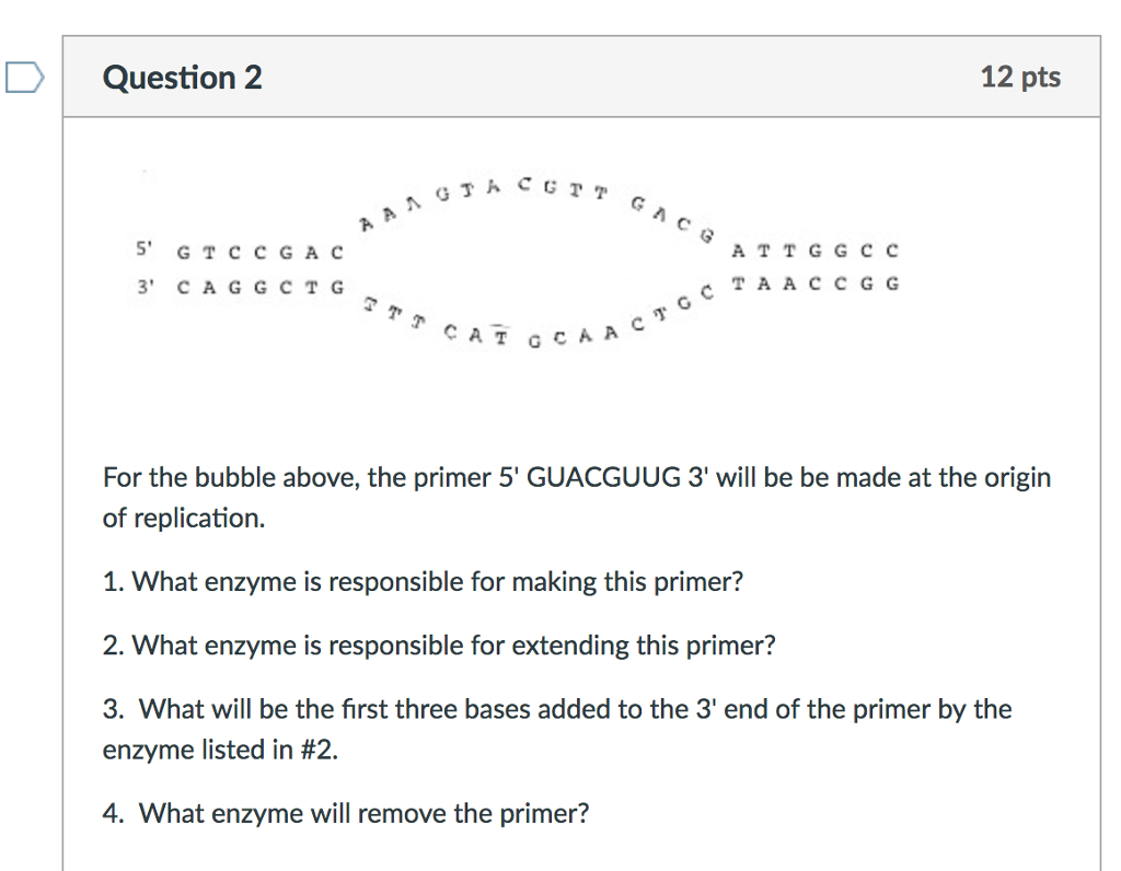 Solved 5' G T c c G A C A T T G G C C c T A A C C G G 3' C A | Chegg.com