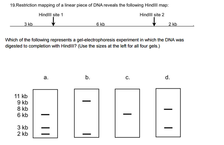 Solved Restriction Mapping Of A Linear Piece Of DNA Reveals Chegg Com   PhpJ8dBJP 