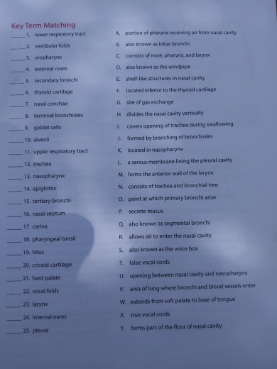 Solved Key Term Matching _1· lower respiratory tract A. | Chegg.com