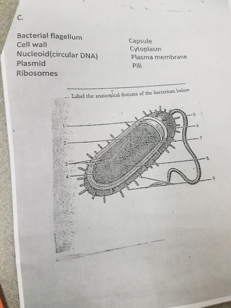 Solved C. Bacterial flagellum Cell wall Nucleoid(circular | Chegg.com