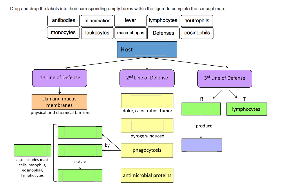 Solved Drag and drop the labels into their corresponding