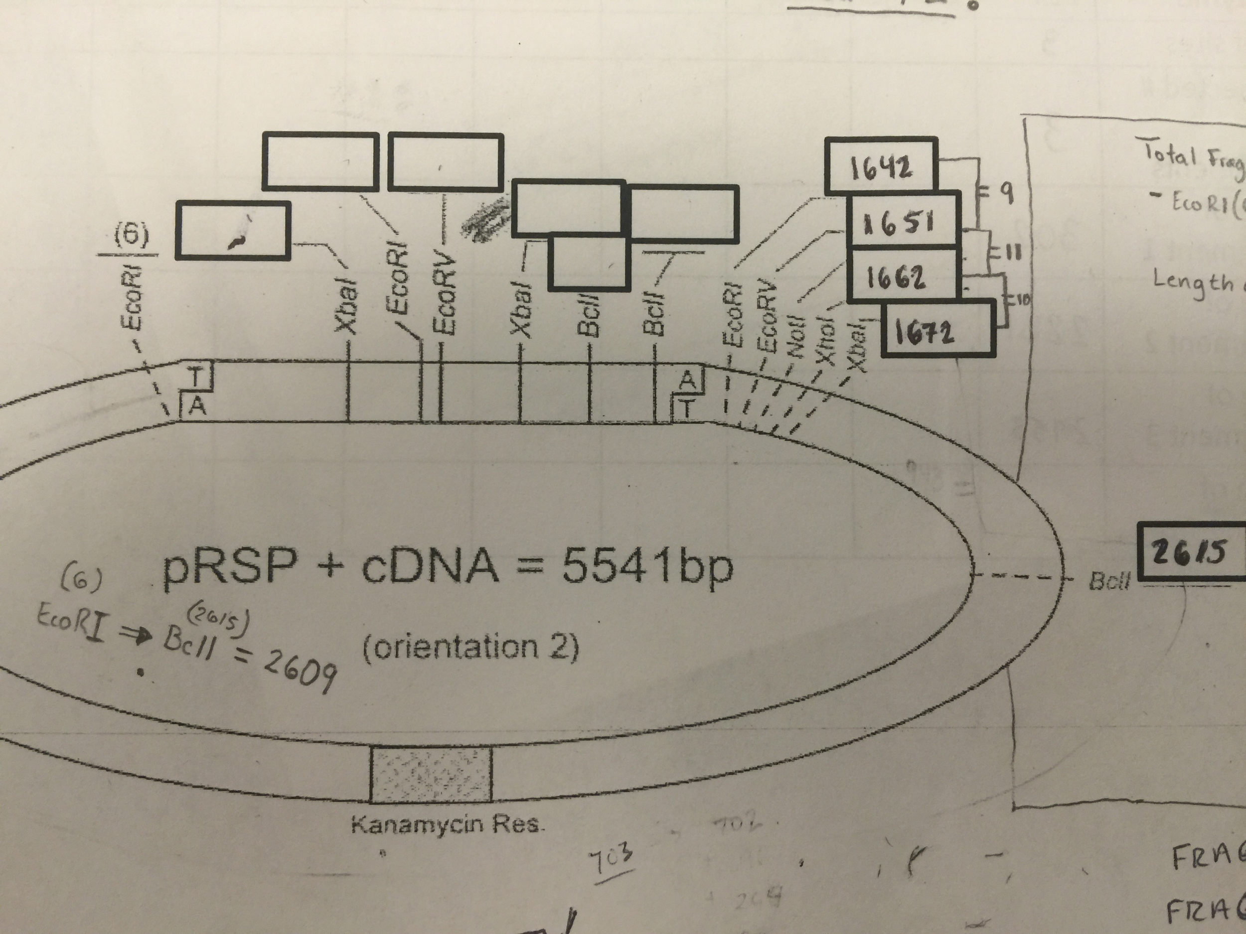 Solved Using The plasmid map for orientation #1 and the cDNA | Chegg.com