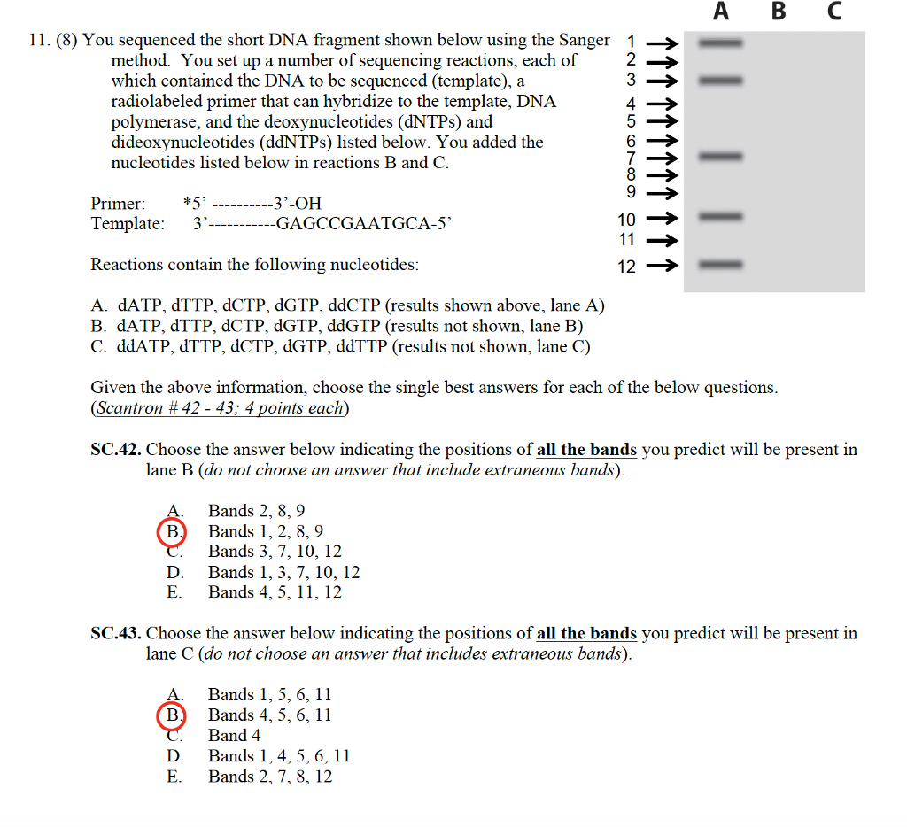 Solved A B C 11. (8) You sequenced the short DNA fragment | Chegg.com