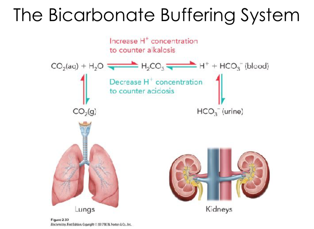 sodium-bicarbonate-medication-bicarbonate-of-soda-uses-side-effects