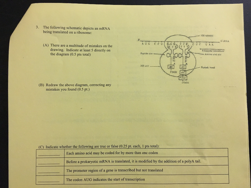 Solved The following schematic depicts an mRNA being | Chegg.com