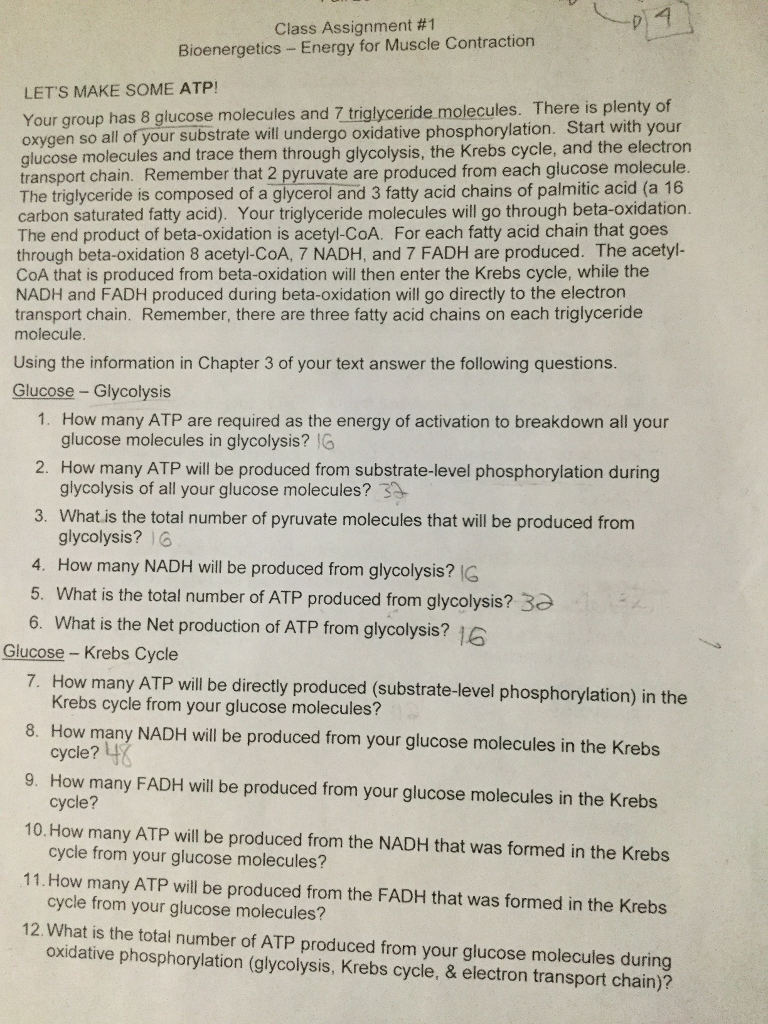 bio 1 8 assignment energy flow