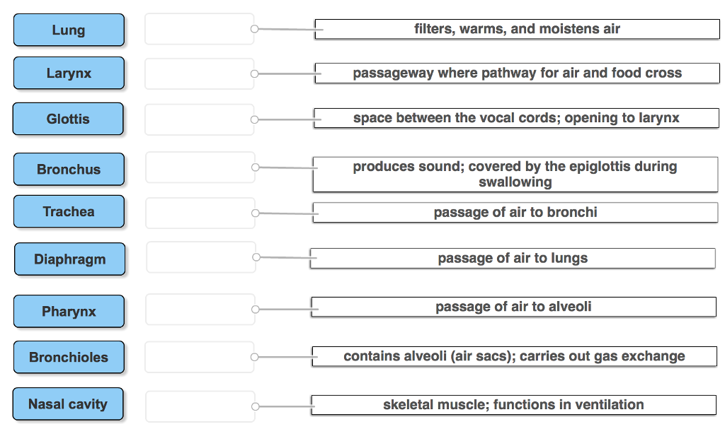 Solved Match The Following To Describe The Functions Of The | Chegg.com