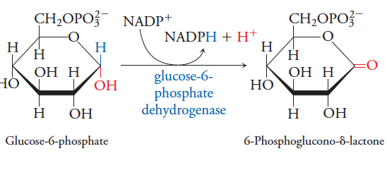 Solved Glucose-6-phosphate dehydrogenase is also found in | Chegg.com