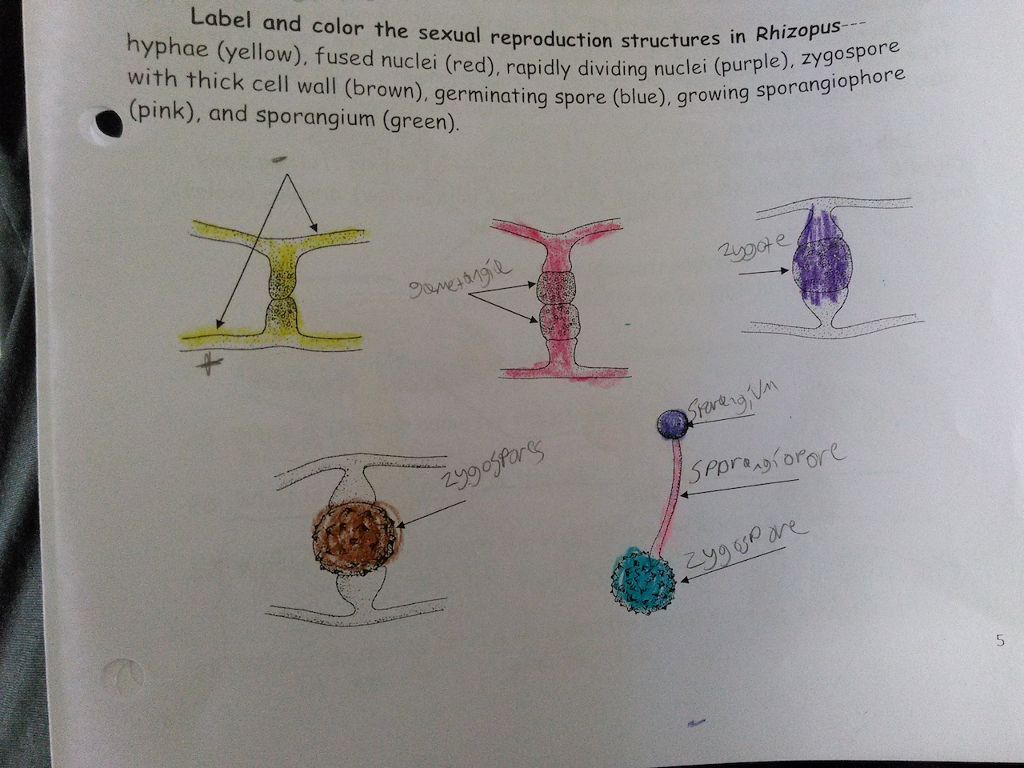 Solved Label and color the sexual reproduction structures in | Chegg.com