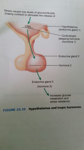 Stress Causes Low Levels Of Glucocorticoids (mainl... | Chegg.com