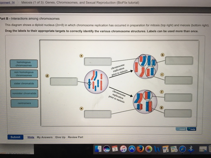 Solved This diagram shows a diploid nucleus (2_n=8) in which | Chegg.com