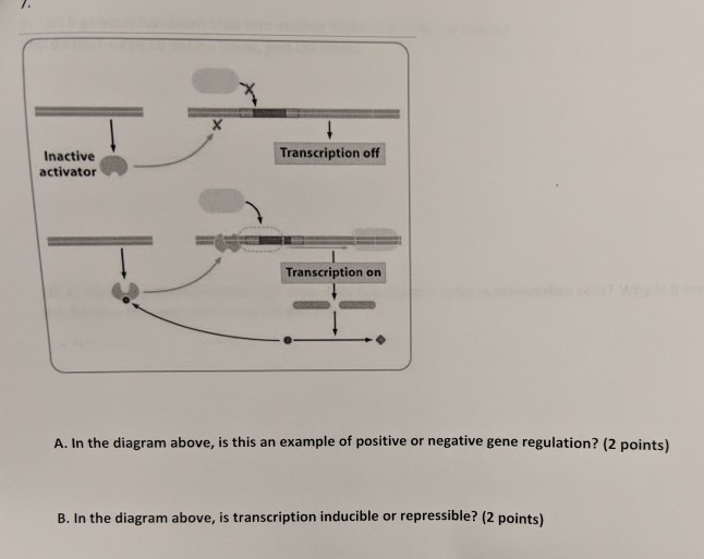 Transcription Activation Is Not Impaired Compared To The Wt When The