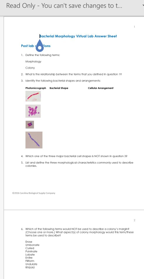 Solved Read Only - You can't save changes to t Bacterial | Chegg.com
