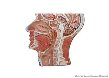 Solved Which two bones form the hard palate? maxilla | Chegg.com