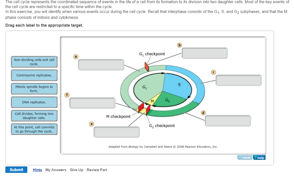 Solved The cell cycle represents the coordinated sequence of | Chegg.com