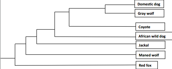 Answer the questions about the phylogenetic tree (see | Chegg.com