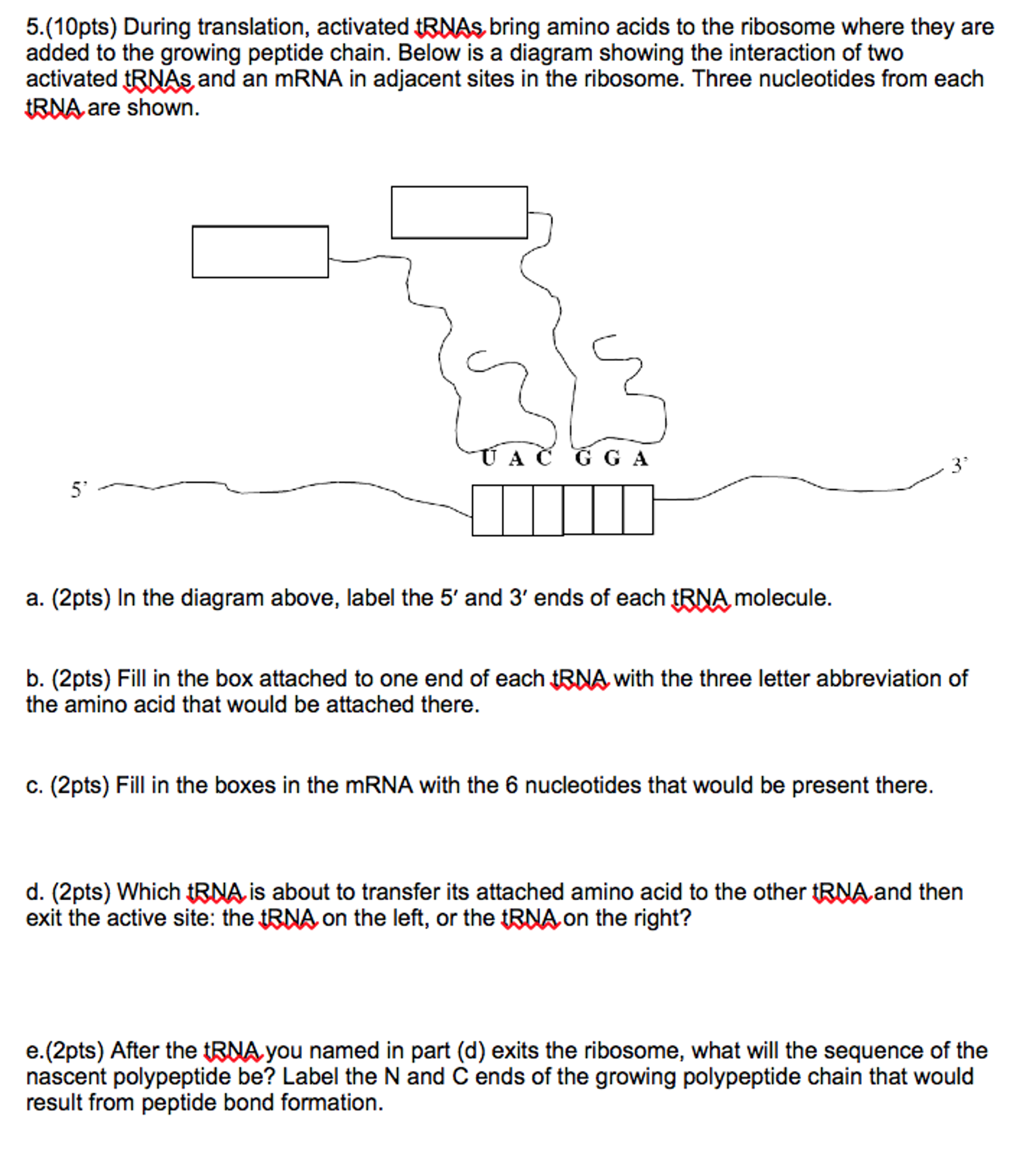 Solved During translation, activated iRNAs bring amino acids