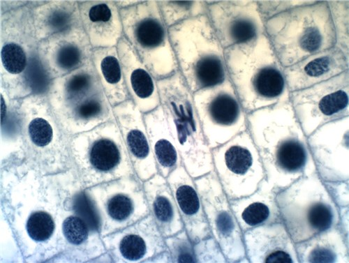 Experiment 1: Observation of Mitosis in a Plant Cell | Chegg.com