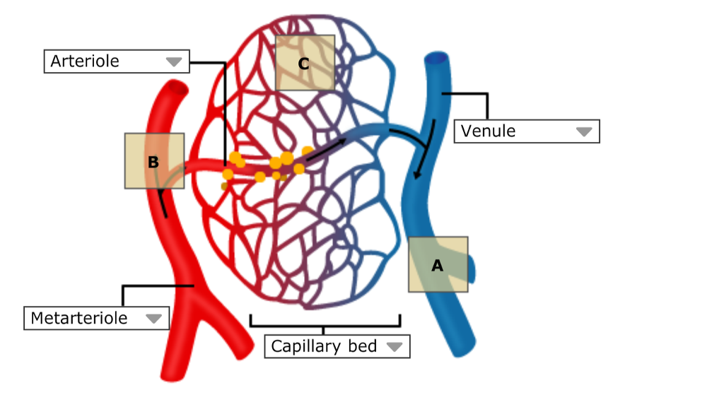 Capillary Bed Labeled