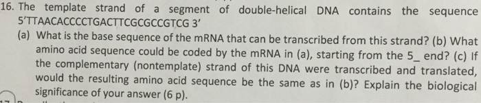 Solved 16. The template strand of a segment of | Chegg.com