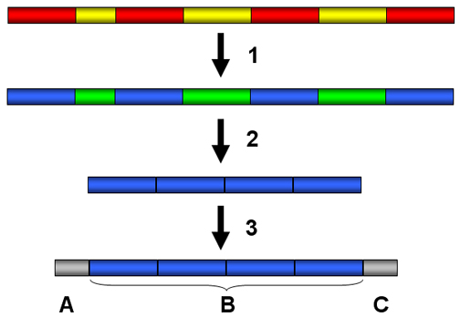 Solved The schematic illustrates steps in RNA processing. | Chegg.com