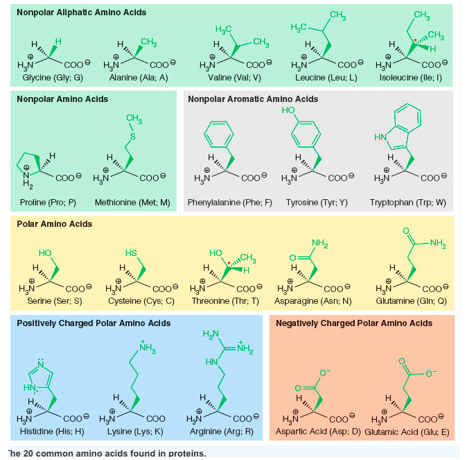 Solved The optimum pH to separate a mixture of lysine, | Chegg.com