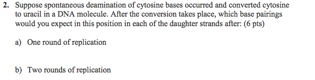 Solved Suppose spontaneous deamination of cytosine bases | Chegg.com