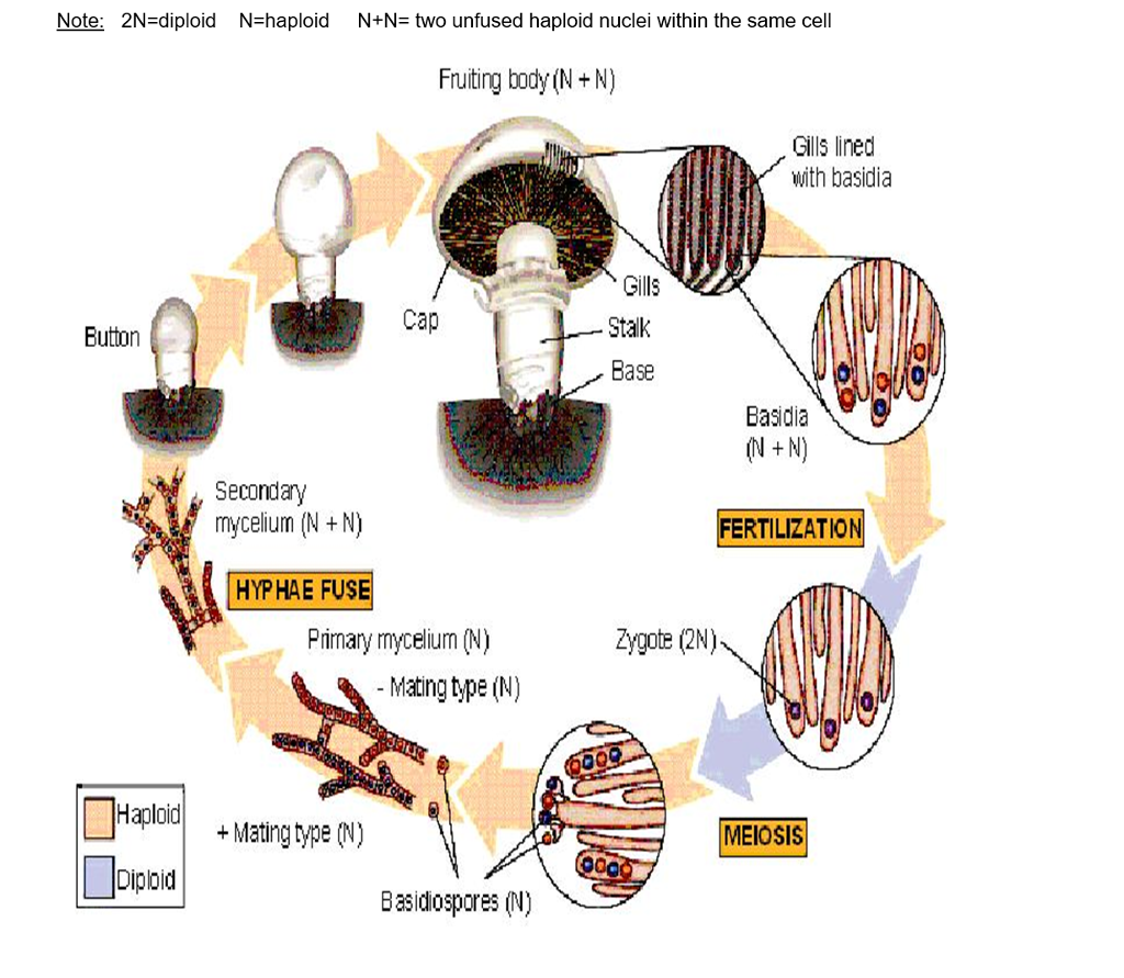 [DIAGRAM] Death Cap Mushroom Life Cycle Diagram - MYDIAGRAM.ONLINE