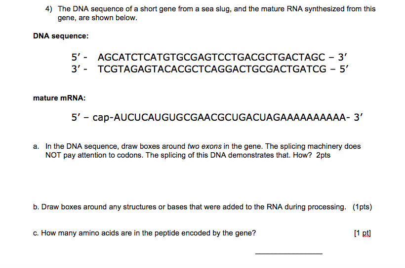 4) The DNA sequence of a short gene from a sea slug, | Chegg.com