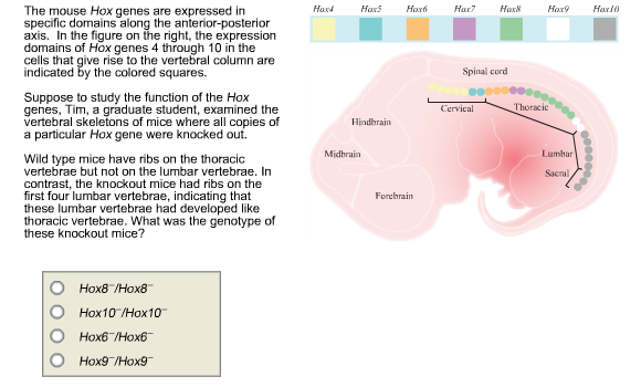 Solved The mouse Hox genes are expressed in specific domains | Chegg.com