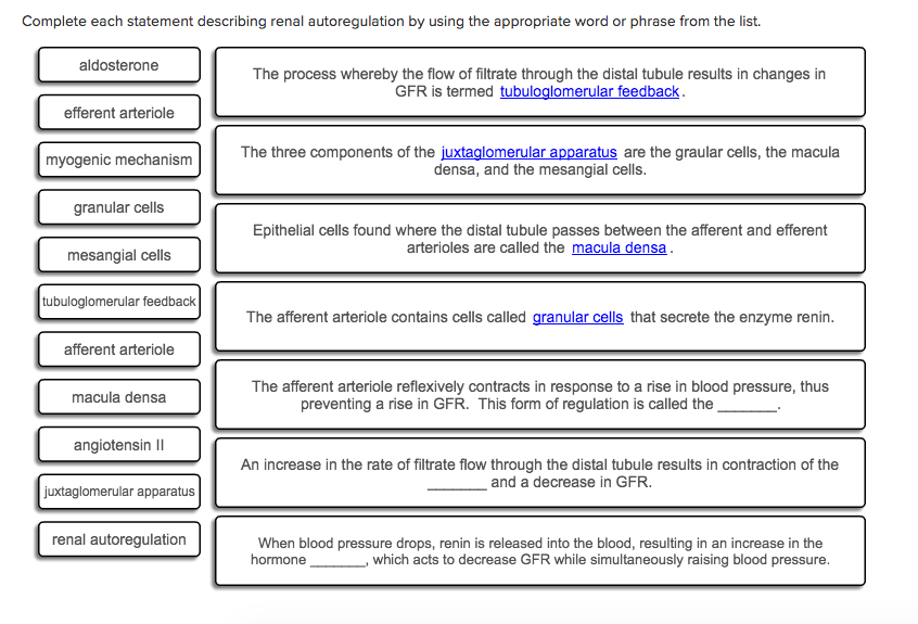 Solved Complete each statement describing renal auto | Chegg.com