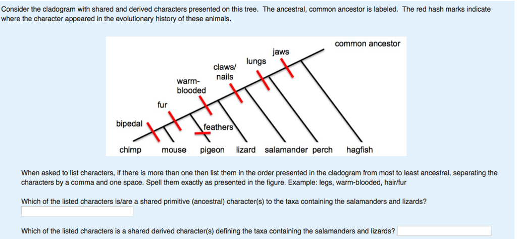 solved-consider-the-cladogram-with-shared-and-derived-chegg