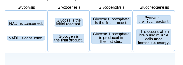 Glycogenolysis And Gluconeogenesis