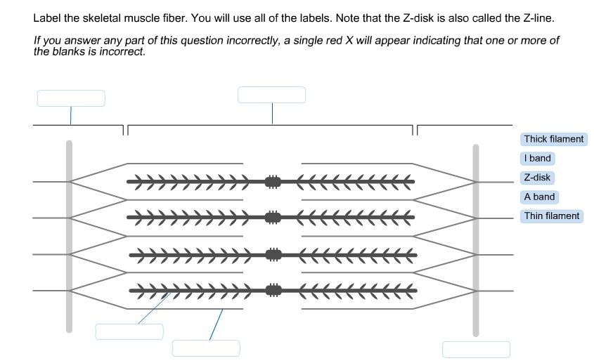 31 Blank Muscle Diagram To Label - Best Labels Ideas 2020