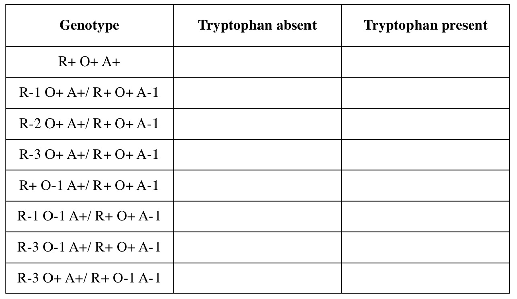 Solved The trp operon in E. coli encodes enzymes essential | Chegg.com